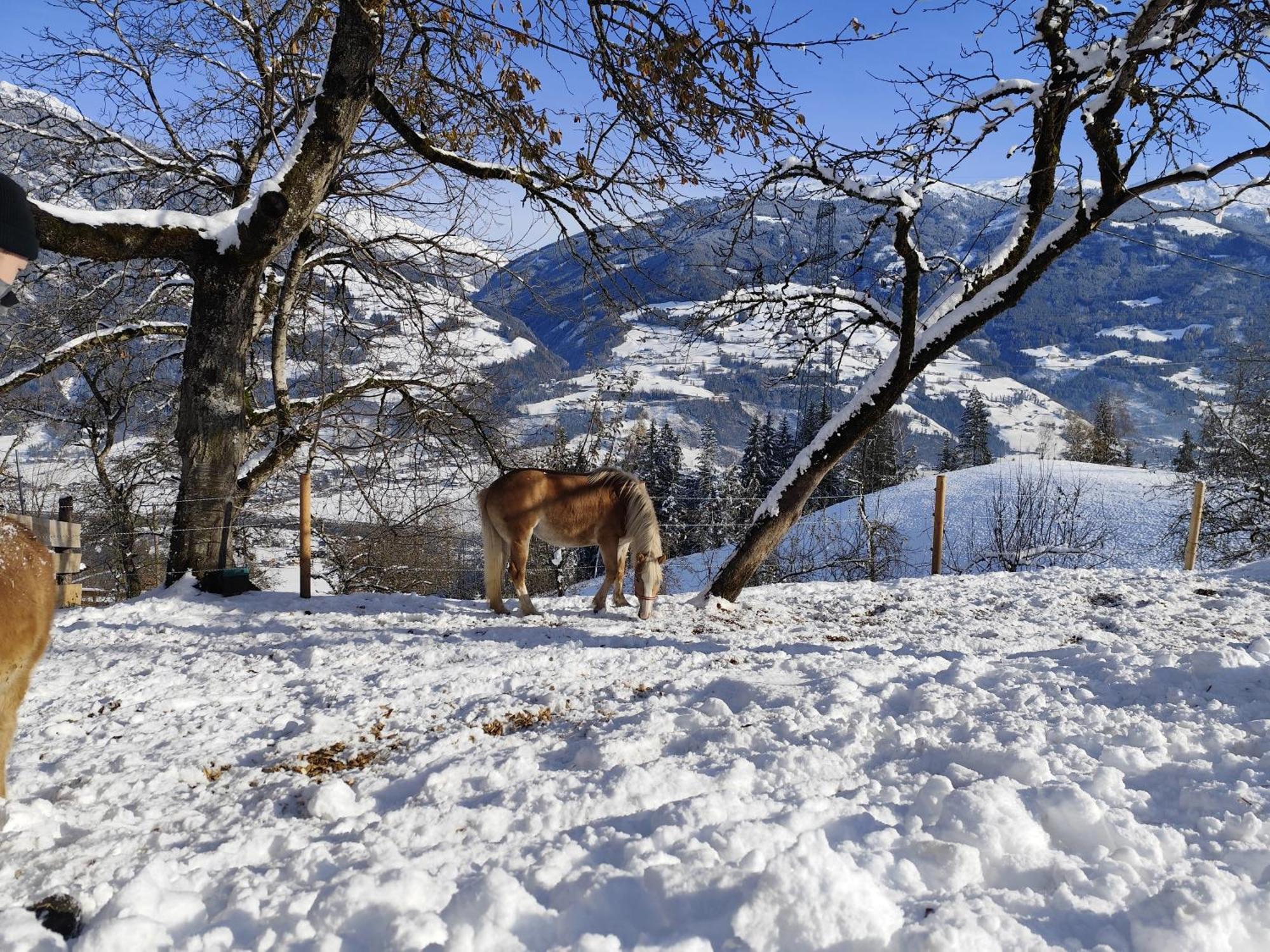 Wieshof Kaltenbach Εξωτερικό φωτογραφία